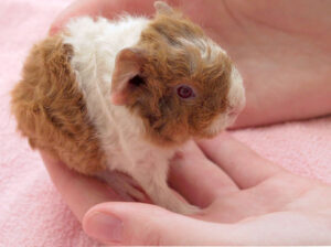 guinea pig baby