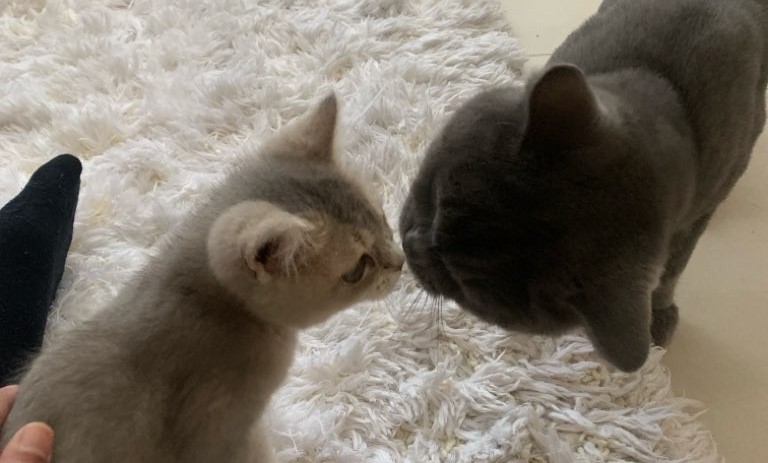 Introducing a New Kitten to Cats