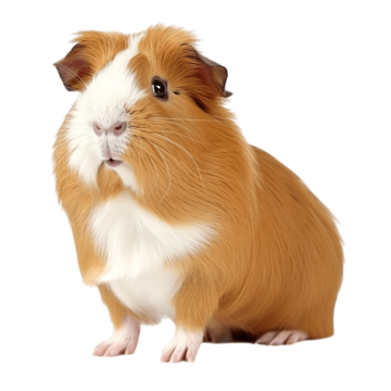 Guinea Pig pet facts