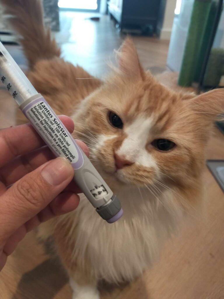 pet sitting pet medications cat insulin